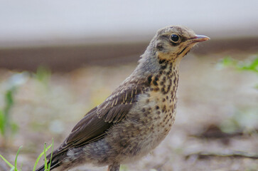 Fototapeta premium Fieldfare Thrush close-up. Portrait of a bird chick in a city park in summer. Wildlife Photography