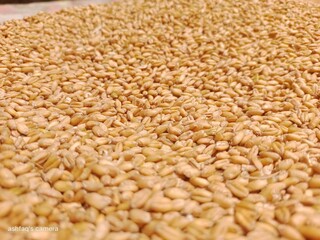 the weat  grain food image background for food banner and former poster