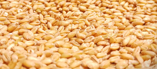 the weat  grain food image background for food banner and former poster