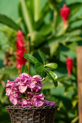 Flores coloridas em vaso de vime ao ar livre.