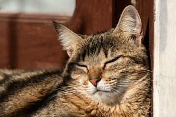 Gato descansando ao sol em um dia tranquilo e sereno.