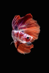Siamese betta fish on black background