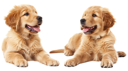 two golden puppies  isolated on white PNG