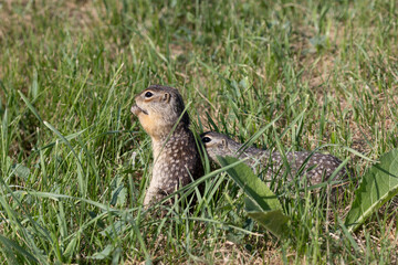 Speckled ground squirrel animal stands on its hind legs