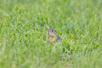 Speckled ground squirrel animal stands on its hind legs
