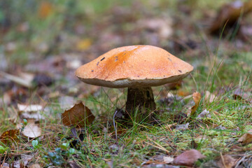 Boletus Mushroom in autumn forest close-up