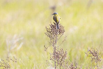 Western yellow wagtail sitting on a dry plant
