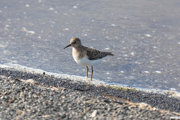 Adult Temminck's stands on the river bank