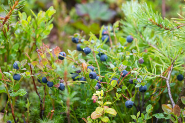 Blueberry bush with ripe berries close up