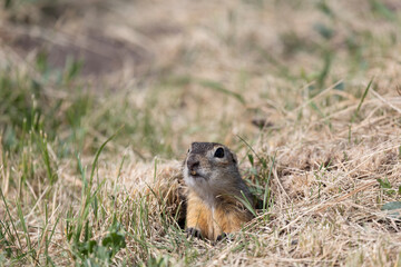 Speckled ground squirrel animal peeks out of a hole