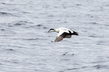 Male Eider flying over the water, close-up
