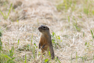 Speckled ground squirrel animal stands on its hind legs