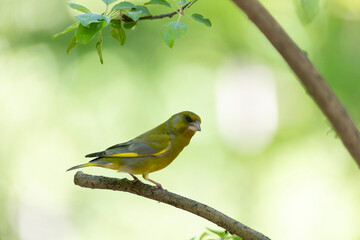 European greenfinch bird sitting on a branch against a background of green foliage