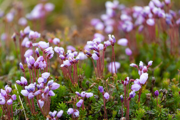 Blooming Phyllodoce in the tundra in summer close up