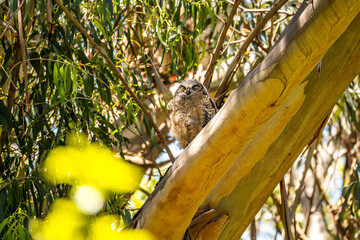 The great horned owlet sitting on a tree. 
