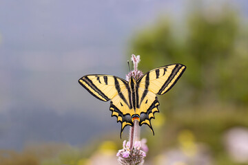 Tiger Swallowtail butterfly (Papilio alexanor) on plant