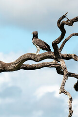 Aigle martial, Polemaetus bellicosus, Martial Eagle