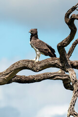 Aigle martial, Polemaetus bellicosus, Martial Eagle
