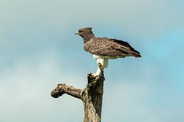 Aigle martial, Polemaetus bellicosus, Martial Eagle