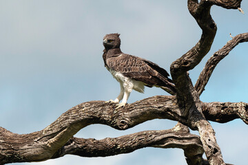 Aigle martial, Polemaetus bellicosus, Martial Eagle