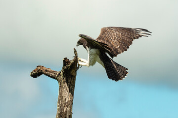 Aigle martial, Polemaetus bellicosus, Martial Eagle