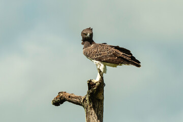 Aigle martial, Polemaetus bellicosus, Martial Eagle