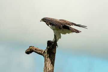 Aigle martial, Polemaetus bellicosus, Martial Eagle