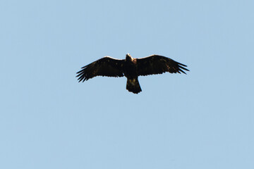Aigle royal,.Aquila chrysaetos, Golden Eagle