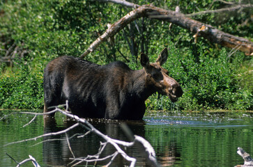 Elan d'Amerique, Orignal, Alces alces, Parc national du Yellowstone,  U.S.A
