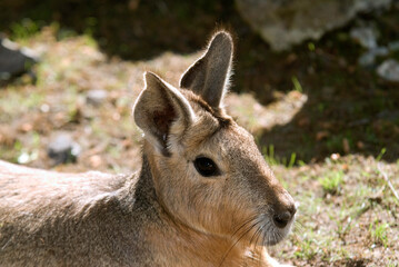 Mara, Dolichotis patagonum