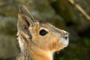 Mara, Dolichotis patagonum