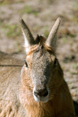 Fototapeta premium Mara, Dolichotis patagonum