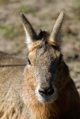 Mara, Dolichotis patagonum