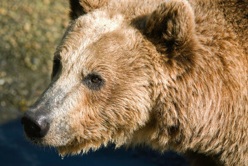 Ours brun, Ursus arctos