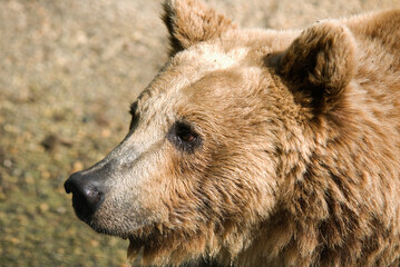 Ours brun, Ursus arctos