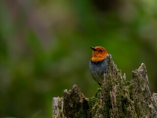 森の中で枯れ木に留まっているコマドリの雄