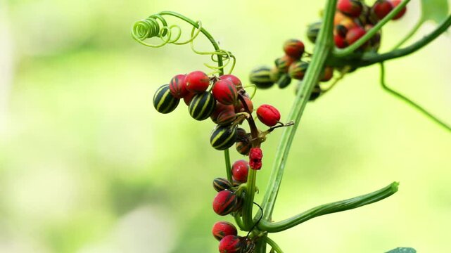 Bryonopsis laciniosa. Bryonies are occasionally grown in gardens and some species find use in herbal medicine