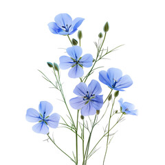 Flax Blue Flowers - Isolated on a transparent  background ( graphic design, graphic resource ,Photo-Realistic, Professional Photo Shoot)