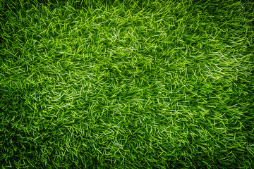 endless green, premium grass texture, green grass background