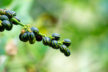 Bryonopsis laciniosa. Bryonies are occasionally grown in gardens and some species find use in...
