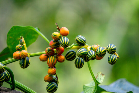 Bryonopsis laciniosa. Bryonies are occasionally grown in gardens and some species find use in herbal medicine