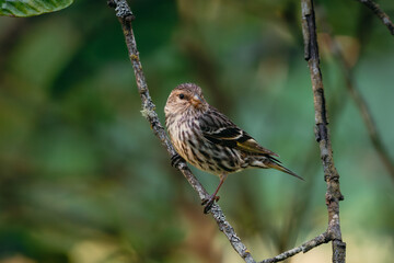 Pine Siskin perched in a tree