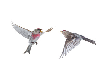 two bird in flight common Redpoll isolated on white background