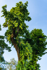 Unique tree with green leaves but no branches vertical photo