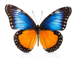 Schmetterling blau orange schwarz isoliert auf wei&szlig;en Hintergrund, Freisteller 