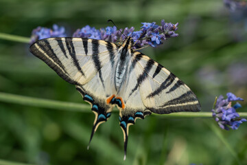 Papillon flamb&eacute;