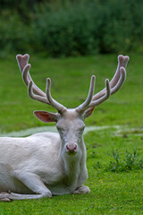 Leucistic red deer (Cervus elaphus) stag, white morph at forest edge with antlers covered in velvet in late spring