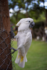 Fototapeta premium white cockatoo in the zoo