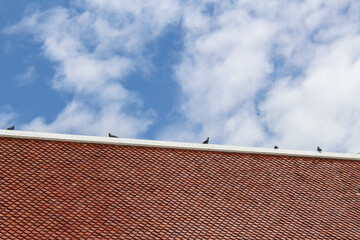 roof of the temple with birds