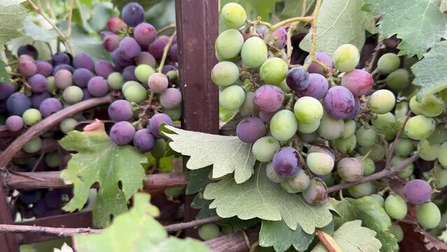 Half ripped black vine grapes bunches on rooftop